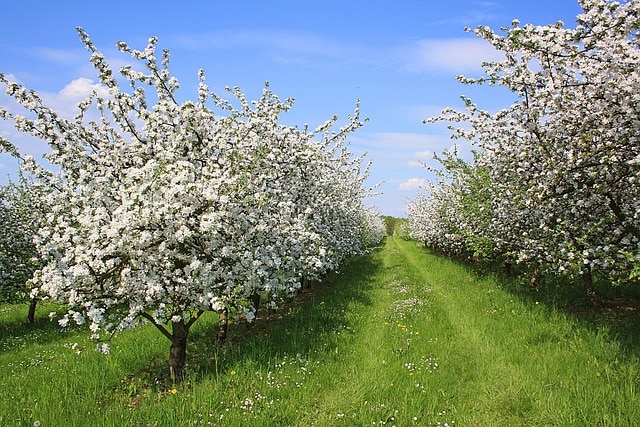 Optimal beskæringstid for æbletræer